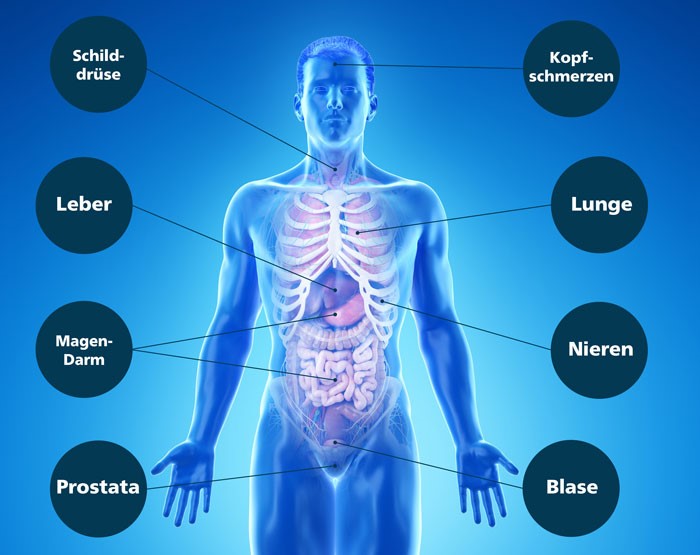 Grafische Darstellung von Organen im menschlichen Oberkörper.